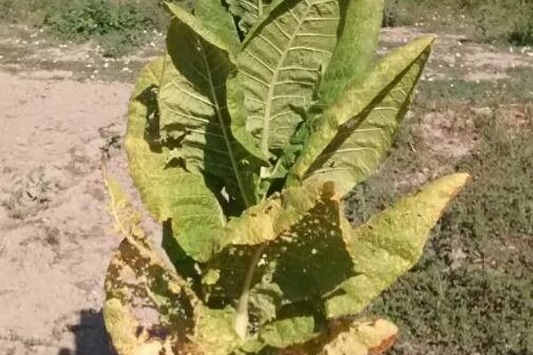 Tobacco