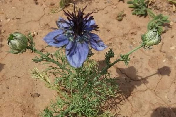 Black-bread-weed