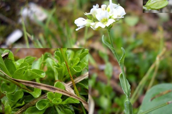 Fendler's pennycress