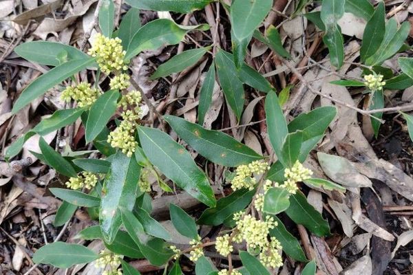 Large mock olive