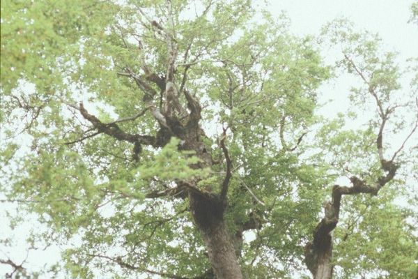 Red beech