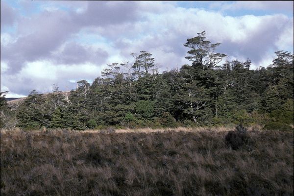 Black beech