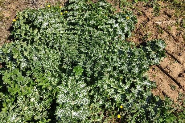 Syrian thistle