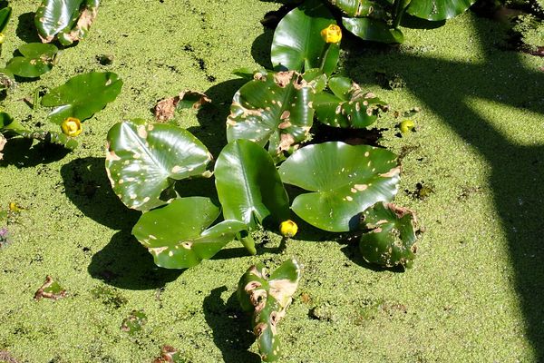 Yellow-water-lily