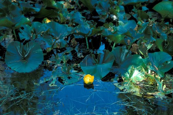 Rocky mountain cowlily