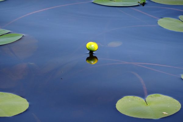 Least-water-lily