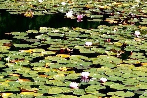 White water-lily