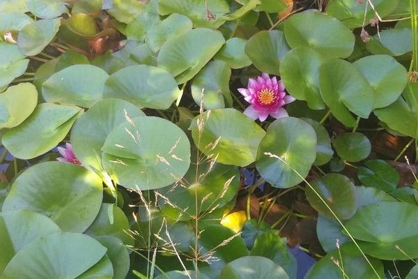 Atlantic waterlily