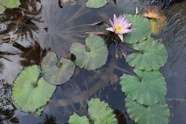 Red and blue water-lily