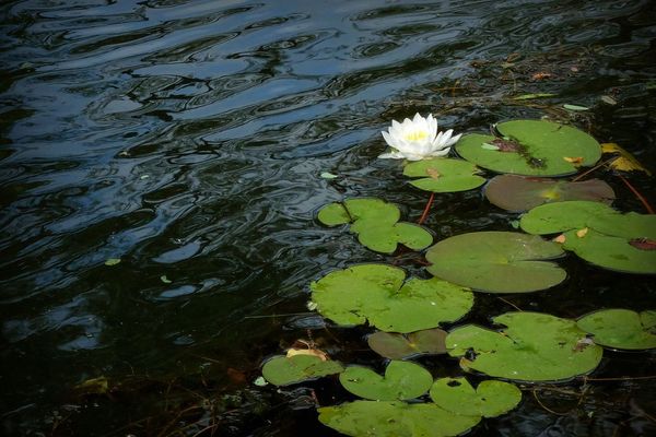 Fragrant water-lily