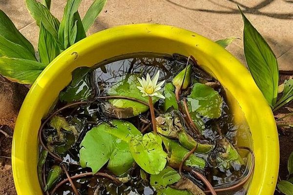 Pygmy water-lily