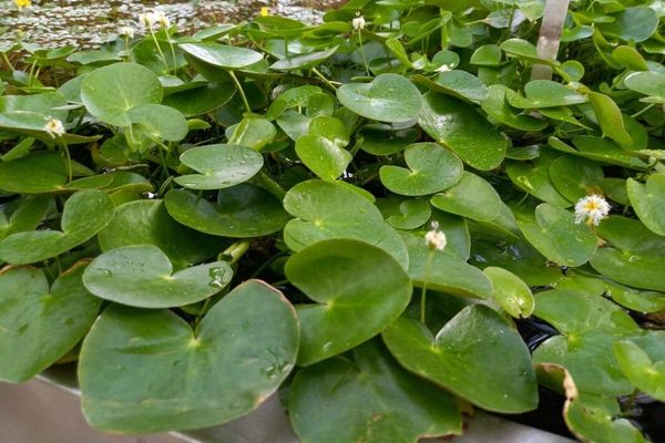 Robust marshwort