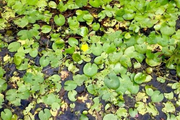 Yellow floatingheart