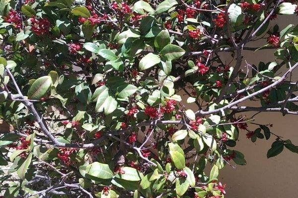 Mickey mouse plant