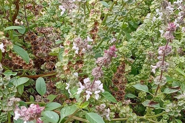 American basil