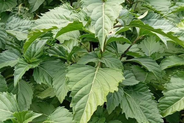 Ocimum carnosum