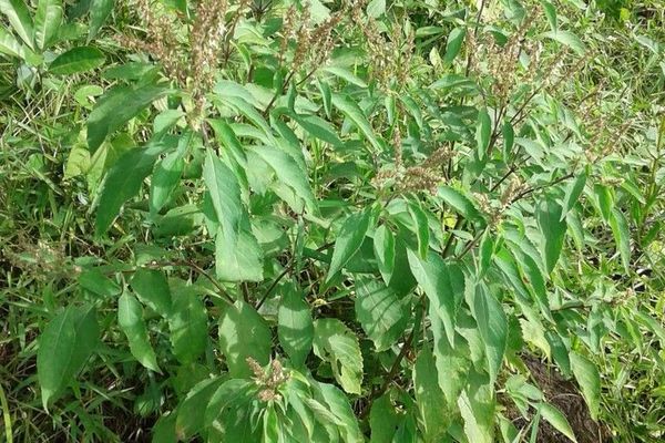 African basil
