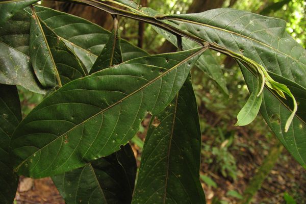 Ocotea longifolia