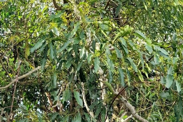 Ocotea puberula