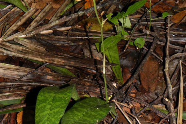 Monk orchid