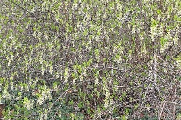 Indian plum