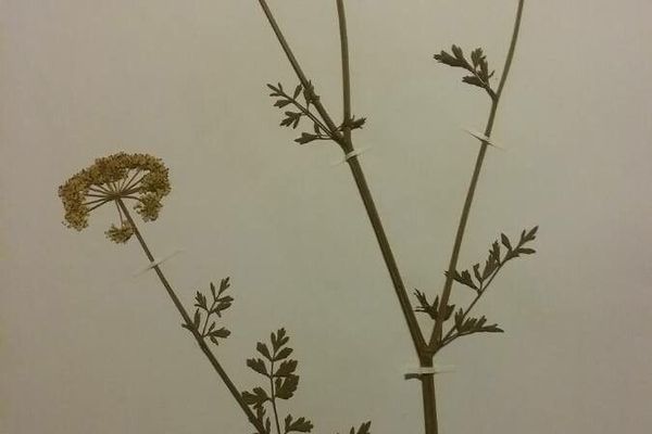 Fineleaf waterdropwort
