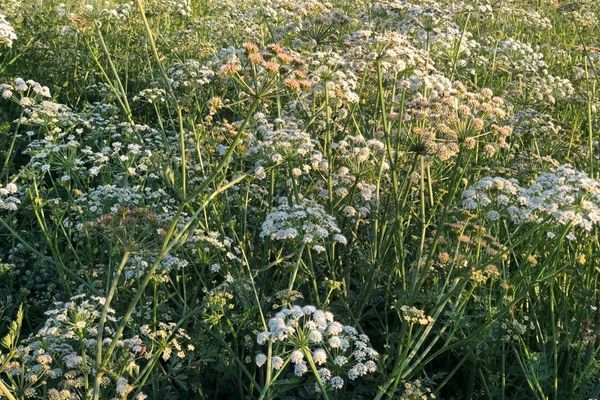 Water-dropwort