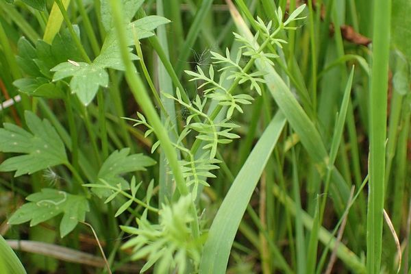 Tubular water-dropwort