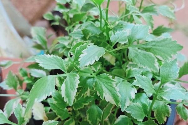 Chinese-celery