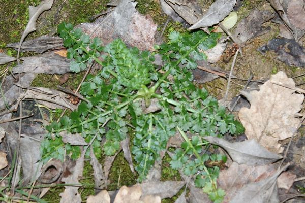 Parsley water-dropwort