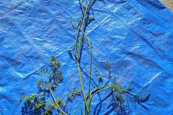 Oenanthe peucedanifolia