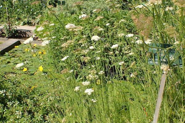 Corky-fruit water-dropwort