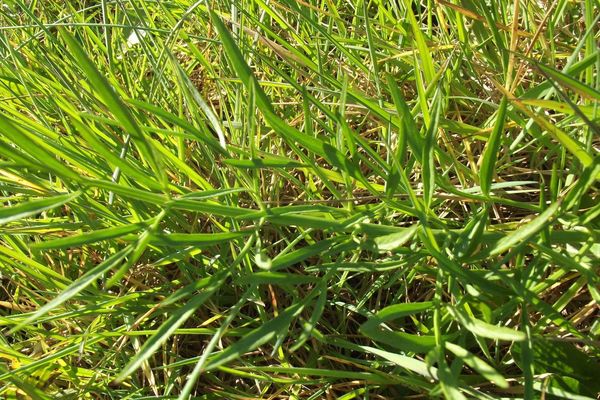Narrow-leaf water-dropwort