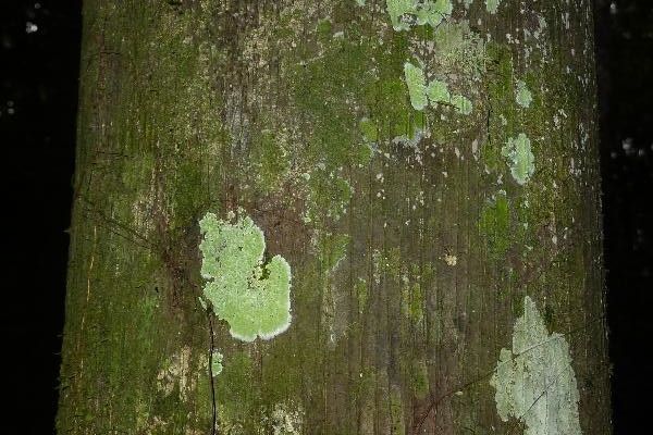 Bacaba palm