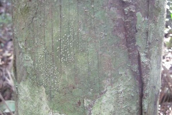Bataua palm