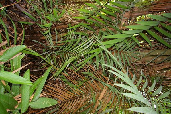 Oenocarpus mapora