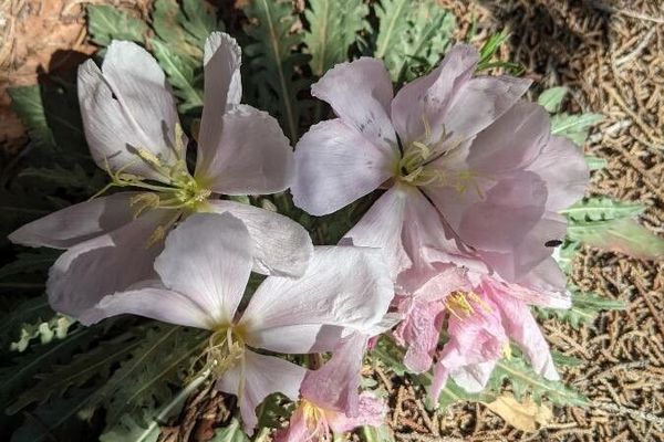 Tufted evening-primrose