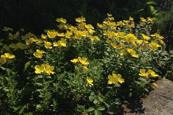 Narrow-leaf evening-primrose