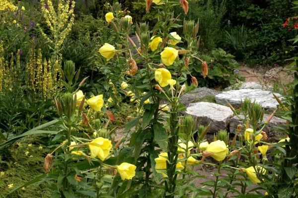 Large-flower evening-primrose