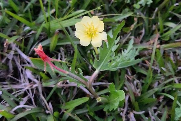 Cut-leaf evening-primrose