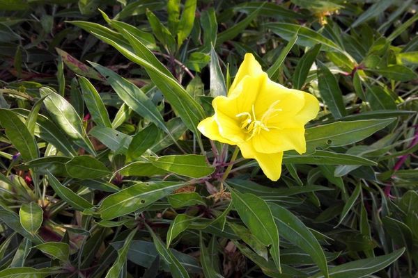 Bigfruit evening primrose