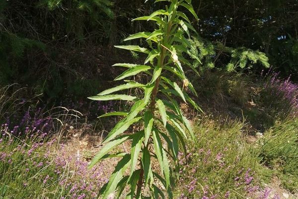 Northern evening primrose