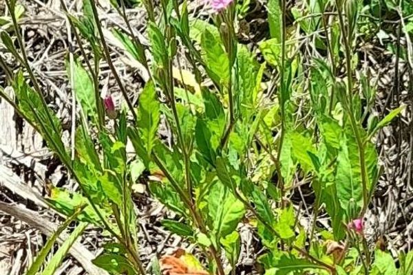 Rose evening primrose
