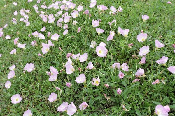 White evening-primrose