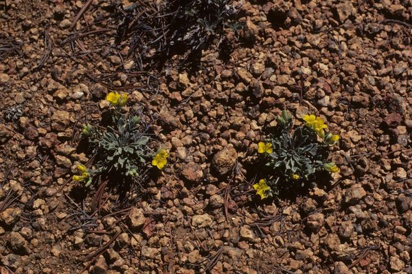 Hairy evening primrose