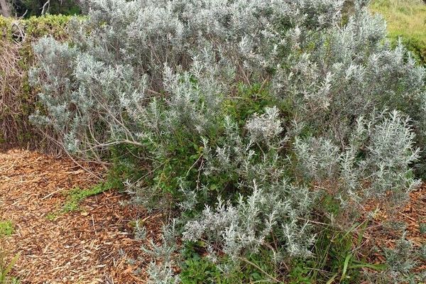 Coast daisy-bush
