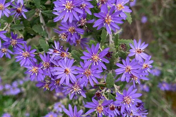 Alpine daisybush