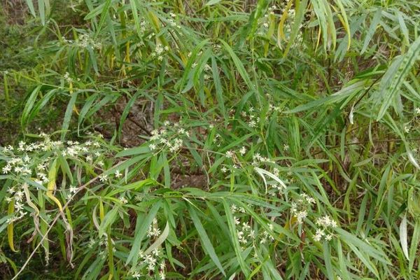 Olearia viscidula