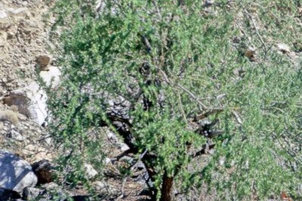 Desert ironwood