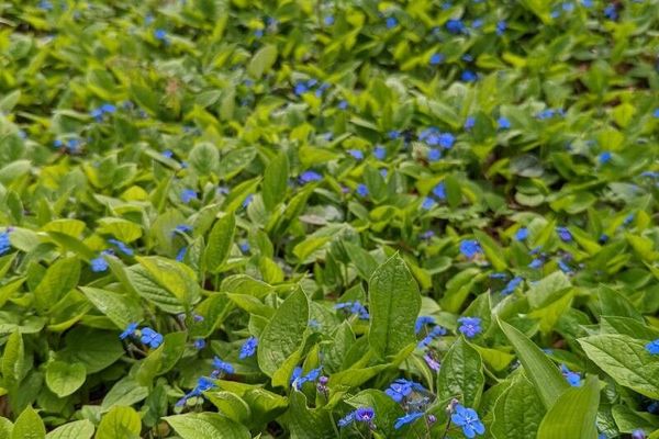 Creeping-forget-me-not